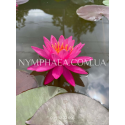 Nymphaea Celebration (Нимфея Селебрейшн)