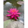 Nymphaea Celebration...
