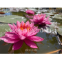 Nymphaea Celebration...