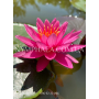 Nymphaea Celebration...