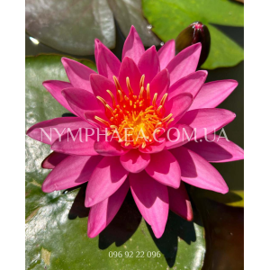 Nymphaea Celebration...