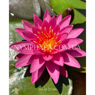 Nymphaea Celebration (Нимфея Селебрейшн)