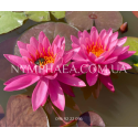 Nymphaea Celebration (Нимфея Селебрейшн)