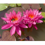 Nymphaea Celebration...
