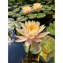 Nymphaea Clyde Ikins (Нимфея Клайд Икинс) 