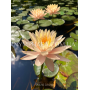 Nymphaea Clyde Ikins...
