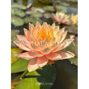 Nymphaea Clyde Ikins...