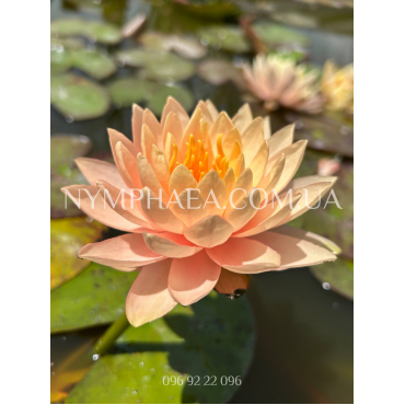 Nymphaea Clyde Ikins (Нимфея Клайд Икинс) 