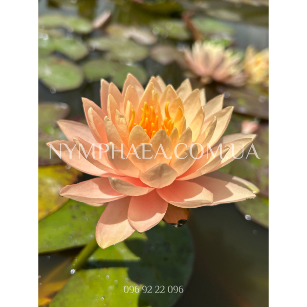 Nymphaea Clyde Ikins (Нимфея Клайд Икинс) 