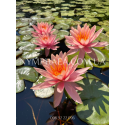 Nymphaea Colorado (Нимфея Колорадо)