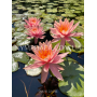 Nymphaea Colorado (Н...
