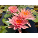 Nymphaea Colorado (Нимфея Колорадо)