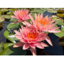 Nymphaea Colorado (Н...