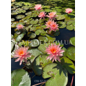 Nymphaea Colorado (Нимфея Колорадо)