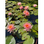 Nymphaea Colorado (Н...