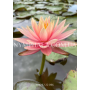 Nymphaea Colorado (Н...
