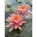 Nymphaea Colorado (Нимфея Колорадо)