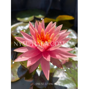 Nymphaea Colorado (Н...