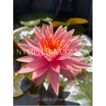 Nymphaea Colorado (Нимфея Колорадо)