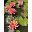 Nymphaea Colorado (Нимфея Колорадо)