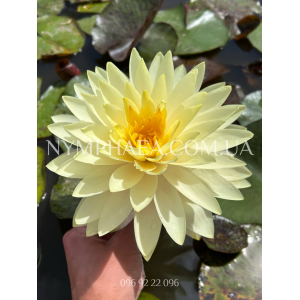 Nymphaea Concordia (...
