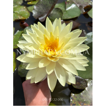 Nymphaea Concordia (Німфея Конкордія)
