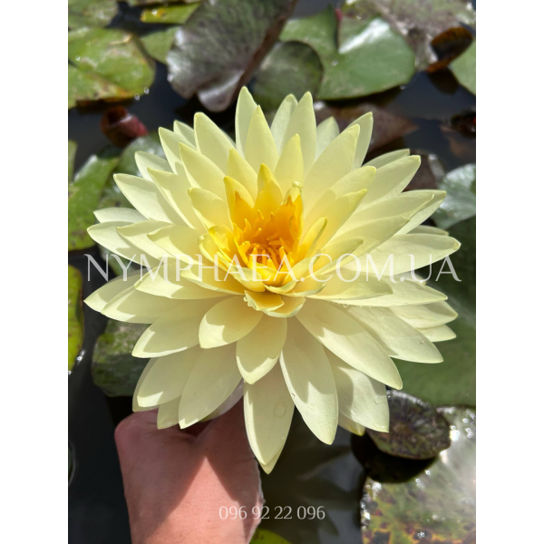 Nymphaea Concordia (Нимфея Конкордия)