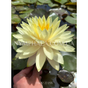 Nymphaea Concordia (Нимфея Конкордия)