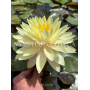 Nymphaea Concordia (...
