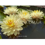 Nymphaea Concordia (...