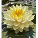 Nymphaea Concordia (Нимфея Конкордия)