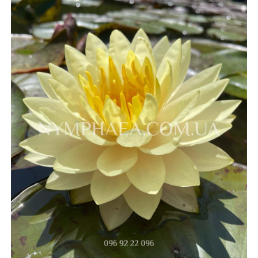 Nymphaea Concordia (Нимфея Конкордия)