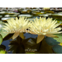 Nymphaea Concordia (...