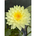 Nymphaea Concordia (Нимфея Конкордия)