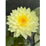Nymphaea Concordia (...