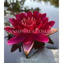 Nymphaea Cranberry (Нимфея Кранбери)