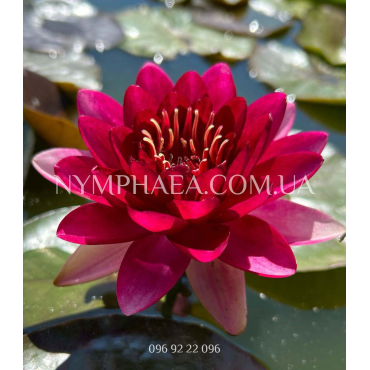 Nymphaea Cranberry (Німфея Кранбері)