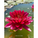 Nymphaea Cranberry (Нимфея Кранбери)