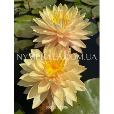 Nymphaea Demoiselle (Нимфея Демоизель)