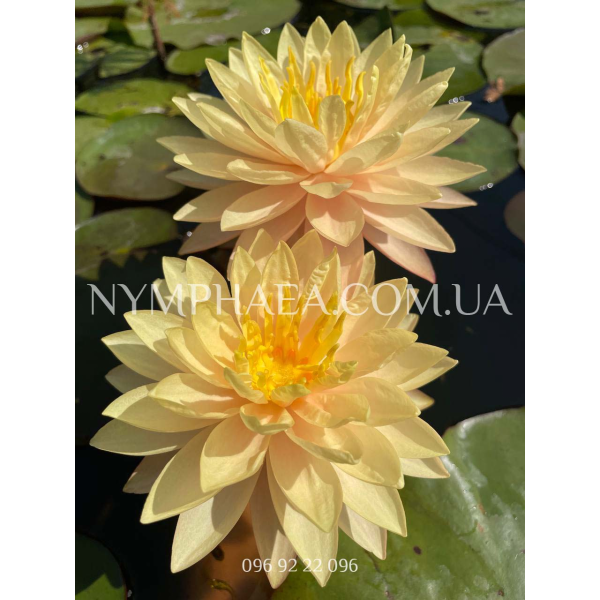 Nymphaea Demoiselle (Нимфея Демоизель)