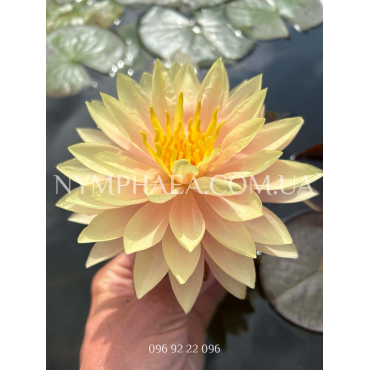 Nymphaea Demoiselle (Німфея Демоізель)