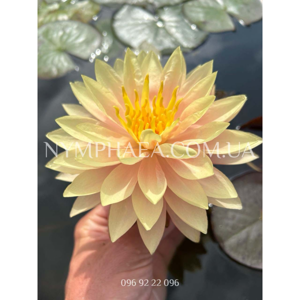 Nymphaea Demoiselle (Нимфея Демоизель)