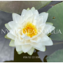 Nymphaea Gonnere (Ні...