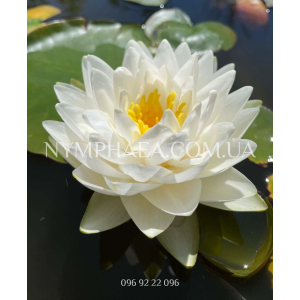 Nymphaea Gonnere (Ні...