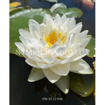 Nymphaea Gonnere (Нимфея Жоннэри)