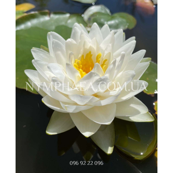 Nymphaea Gonnere (Нимфея Жоннэри)