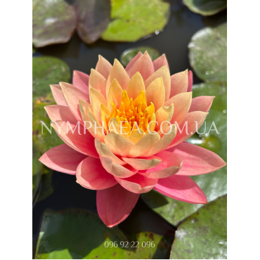 Nymphaea Haunting Beauty (Німфея Хантінг Бьюті)
