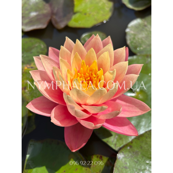 Nymphaea Haunting Beauty (Нимфея Хантинг Бьюти)