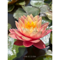Nymphaea Haunting Beauty (Нимфея Хантинг Бьюти)
