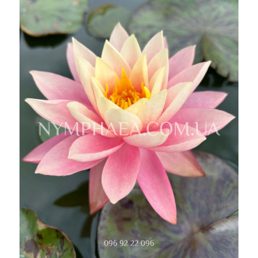 Nymphaea Haunting Beauty (Нимфея Хантинг Бьюти)